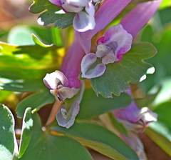 Corydalis pumila