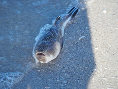 Astroscopus y-graecum