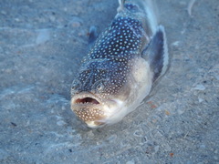 Astroscopus y-graecum