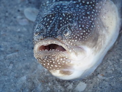 Astroscopus y-graecum