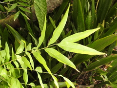 Sapindus saponaria