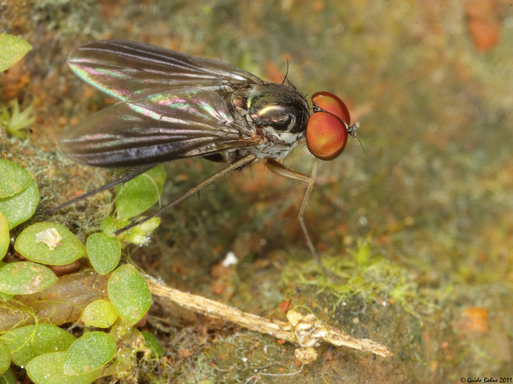 Diaphorinae