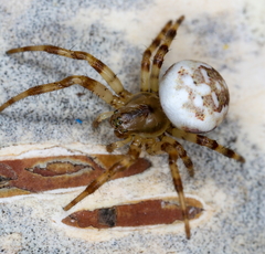 Araneus trifolium