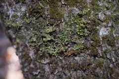 Homalia trichomanoides