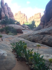 Lomatium latilobum