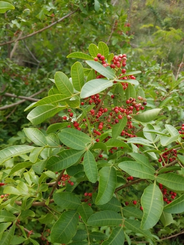 Schinus terebinthifolia