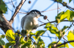 Dryoscopus gambensis