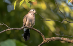Turtur abyssinicus