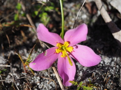Sabatia grandiflora
