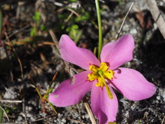 Sabatia grandiflora
