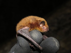 Myotis daubentonii