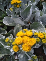Senecio candidans