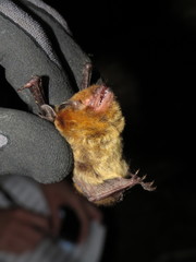 Myotis daubentonii