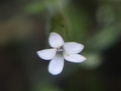 Allophyllum integrifolium