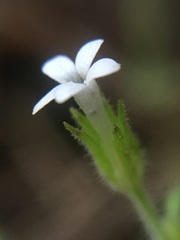 Allophyllum integrifolium