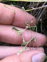 Allophyllum integrifolium