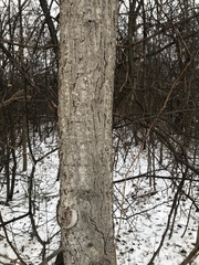 Populus deltoides