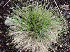 Festuca roemeri roemeri