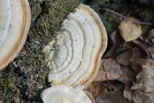 Šiurkščioji kempė nuotrauka