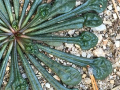 Calyptridium monospermum
