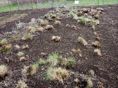 Festuca roemeri roemeri