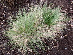 Festuca roemeri roemeri