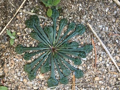 Calyptridium monospermum