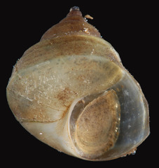 Heterogen japonica