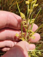 Aciphylla anomala