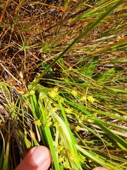 Aciphylla anomala
