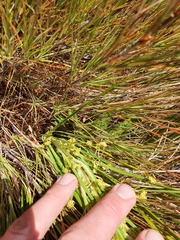 Aciphylla anomala