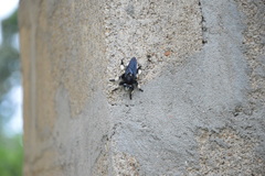 Hyperechia consimilis