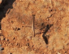 Geomantis larvoides