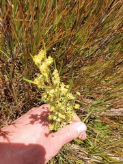 Aciphylla anomala