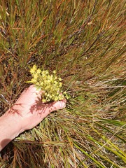 Aciphylla anomala