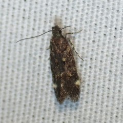 Chionodes lophosella