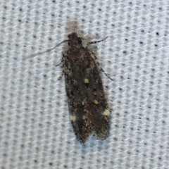 Chionodes lophosella
