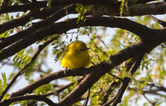 Zosterops senegalensis