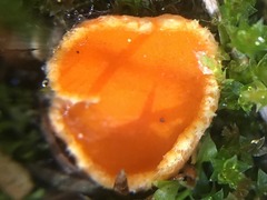Neottiella