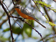 Melaenornis semipartitus