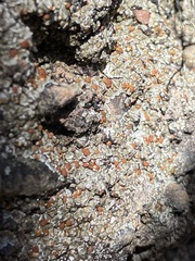 Fuscopannaria leucosticta