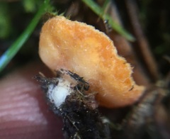 Neottiella