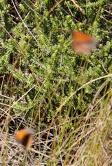 Aloeides thyra thyra