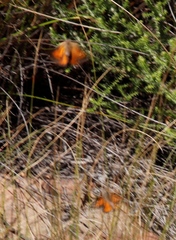 Aloeides thyra thyra