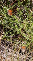 Aloeides thyra thyra