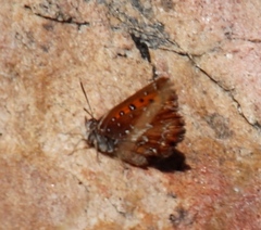 Aloeides thyra thyra