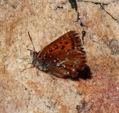 Aloeides thyra thyra