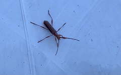 Chenoderus testaceus