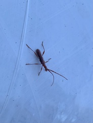 Chenoderus testaceus