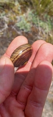 Powelliphanta marchanti